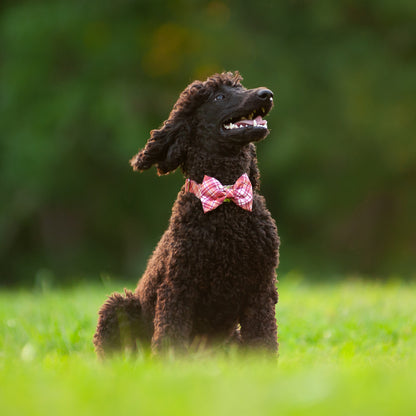 Dog Bow Tie, Dog Collar Accessory