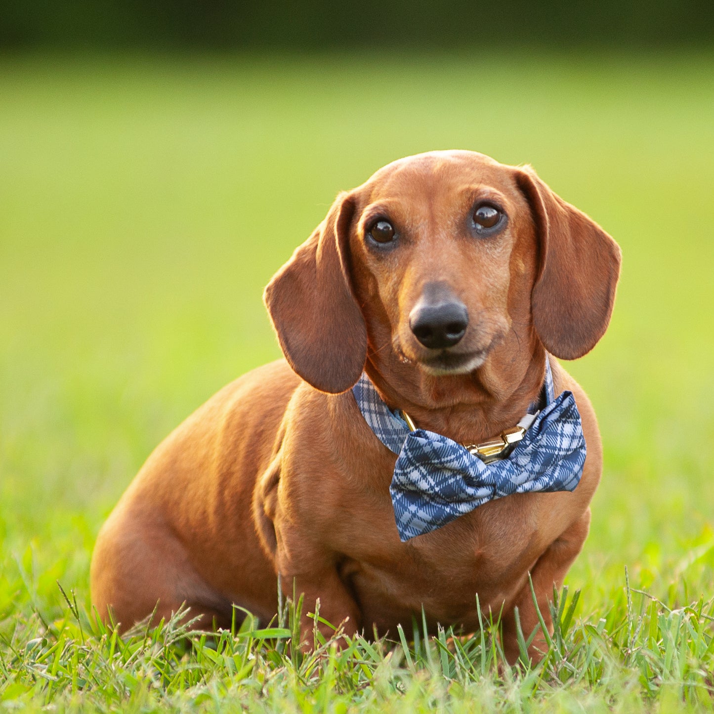 Dog Bow Tie, Dog Collar Accessory