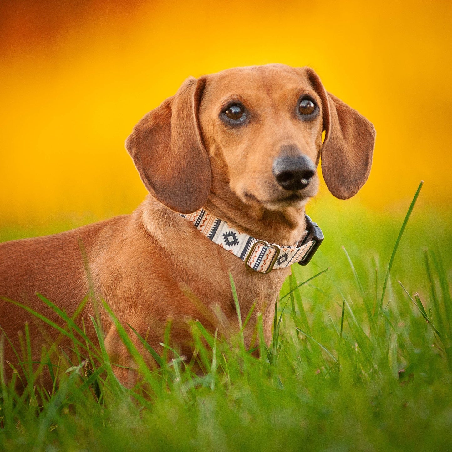 Tribal Dog Collar Southwest Style for Boy or Girl Dogs